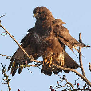 Buse variable