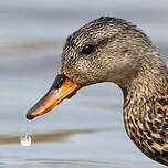 Canard chipeau