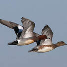 Canard siffleur