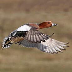 Canard siffleur