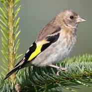 Chardonneret Elegant Carduelis Carduelis Chardonneret Elegant Carduelis Carduelis