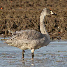 Cygne chanteur