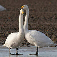 Cygne chanteur