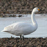 Cygne de Bewick