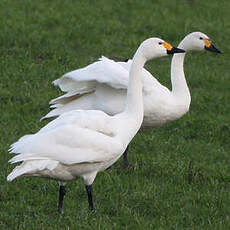 Cygne de Bewick