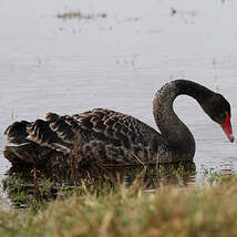 Cygne noir