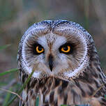 Hibou des marais