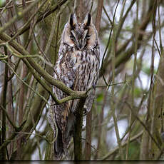 Hibou moyen-duc