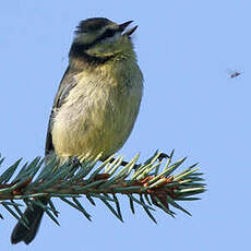 Mésange bleue