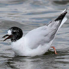 Mouette pygmée