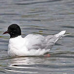 Mouette pygmée