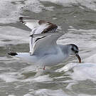 Mouette pygmée