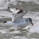 Mouette pygmée