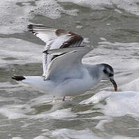 Mouette pygmée