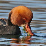 Nette rousse