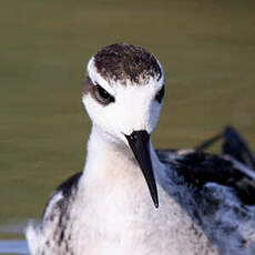 Phalarope à bec étroit