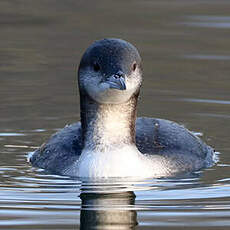 Plongeon arctique