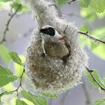 Rémiz penduline