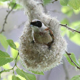 Rémiz penduline