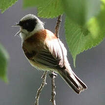 Rémiz penduline