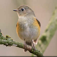 Robin à flancs roux