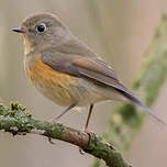 Robin à flancs roux