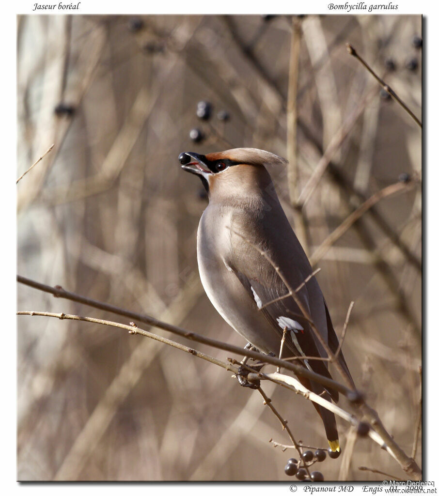 Bohemian Waxwing, identification, feeding habits