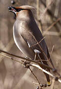 Bohemian Waxwing