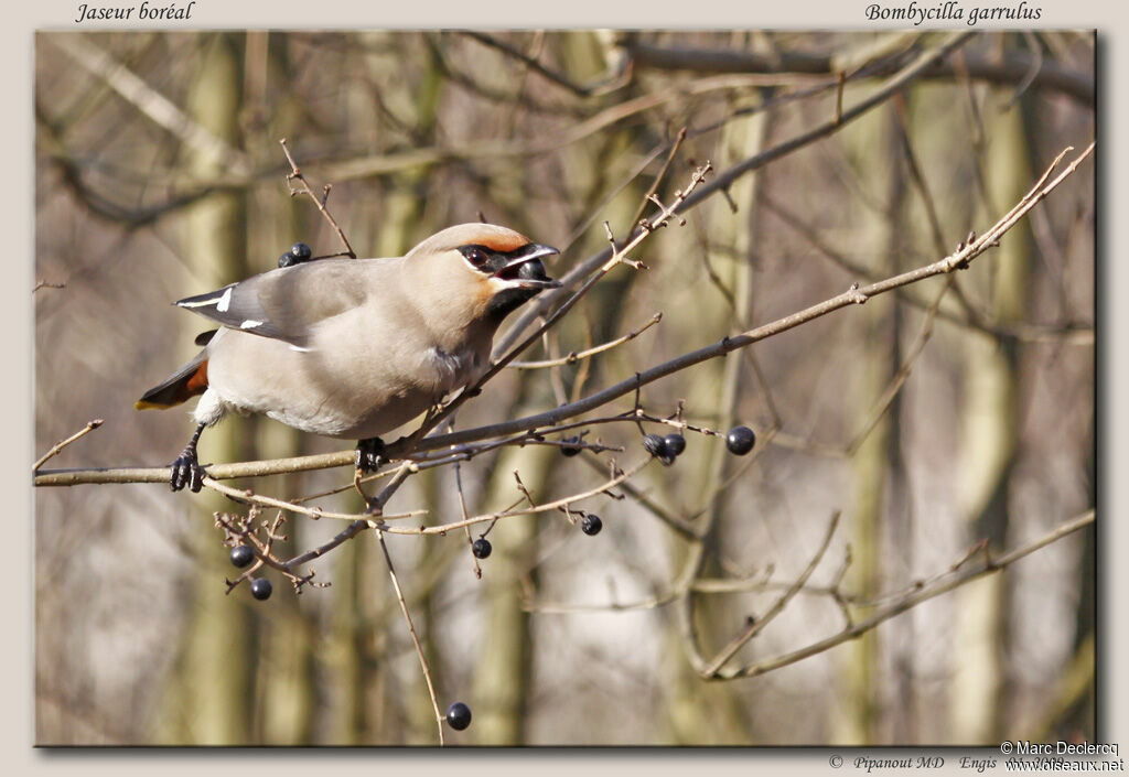 Bohemian Waxwing, identification, feeding habits