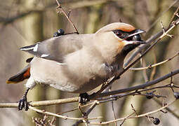 Bohemian Waxwing