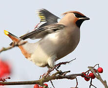 Bohemian Waxwing