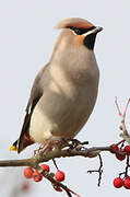 Bohemian Waxwing