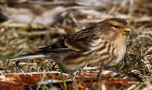 Twite