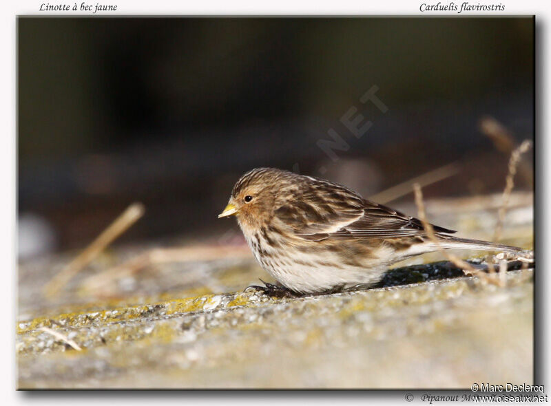 Twite