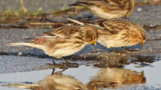 Twite