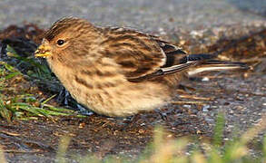 Twite