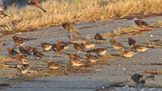 Twite