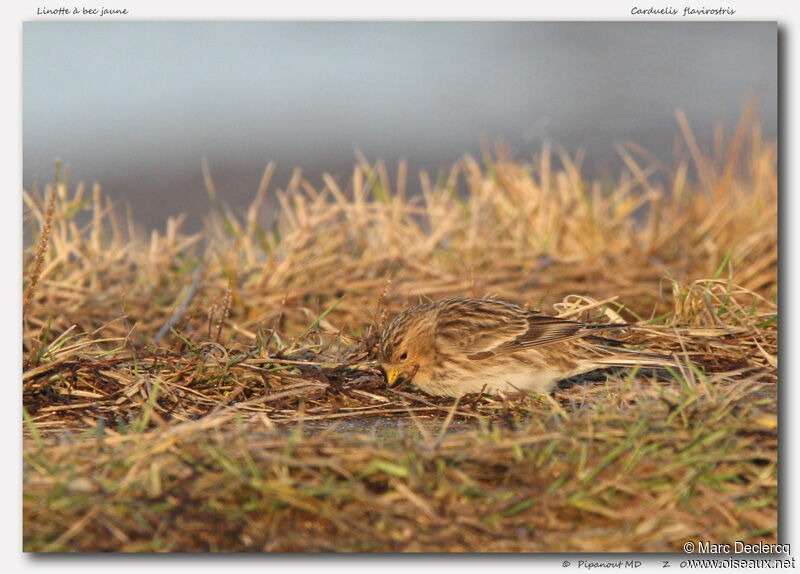 Twite, identification