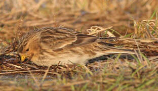 Twite