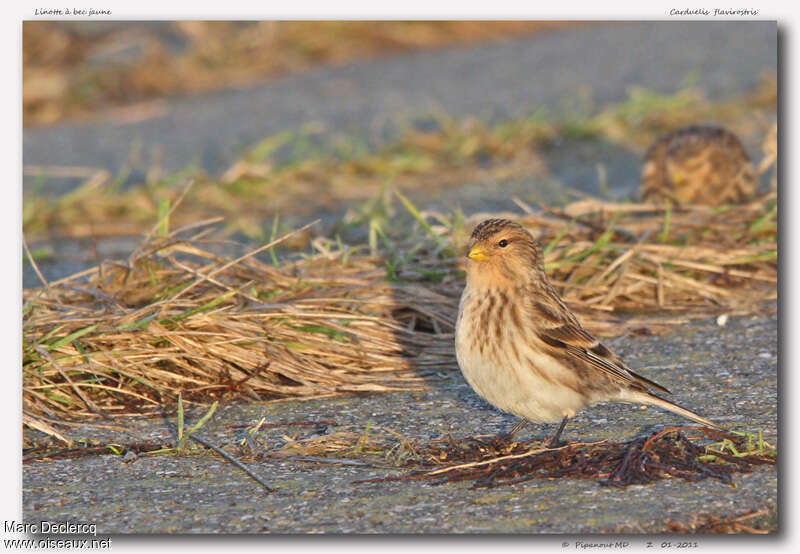 Twiteadult post breeding, identification