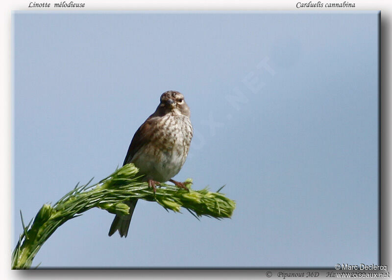 Linotte mélodieuse femelle adulte