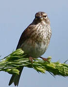 Common Linnet