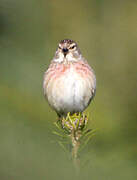 Common Linnet