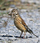 Common Linnet