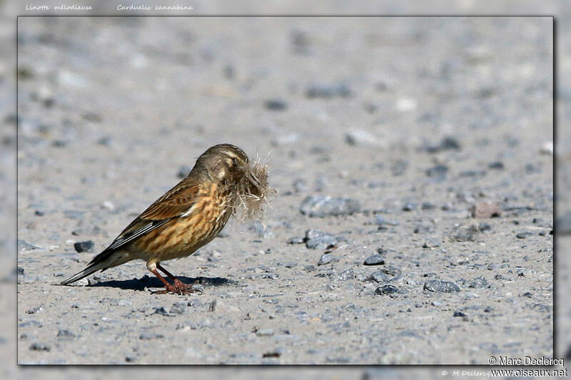 Common Linnet, identification, Reproduction-nesting