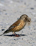 Common Linnet