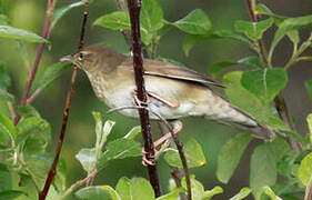 River Warbler