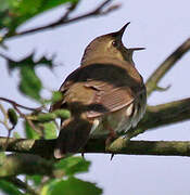 River Warbler