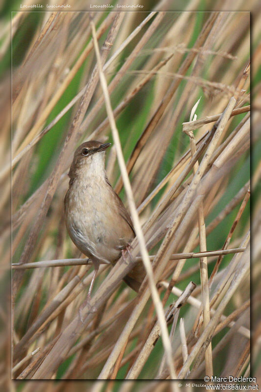 Savi's Warbler