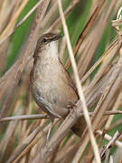 Savi's Warbler